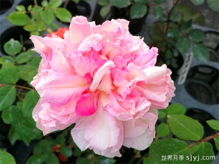 赛昭君月季(图1)