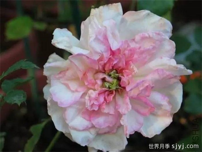 赛昭君月季(图2)