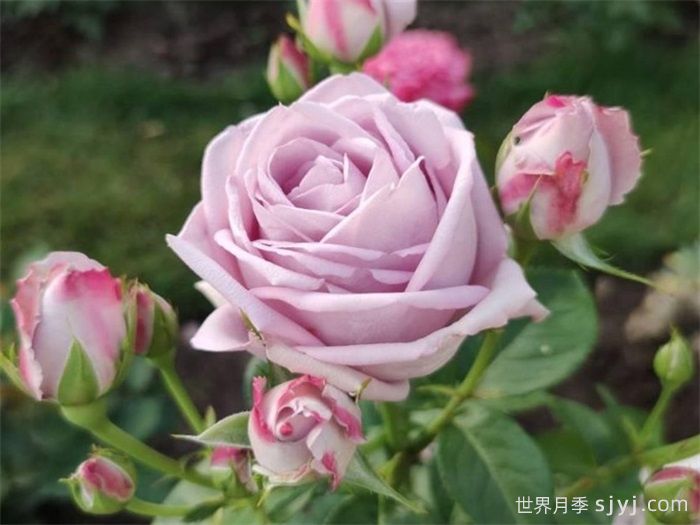 桑德拉文艺复兴月季/桑德拉重生Sandra Renaissance(图1)