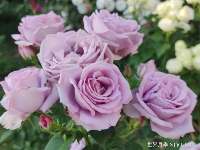 桑德拉文艺复兴月季/桑德拉重生Sandra Renaissance(图2)