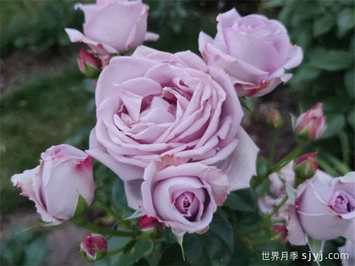 桑德拉文艺复兴月季/桑德拉重生Sandra Renaissance(图3)