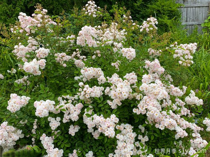 桑利总裁月季President Shanley(图2)