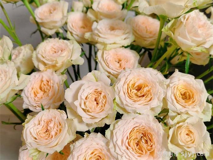 桑赛尔月季Sancerre(图2)