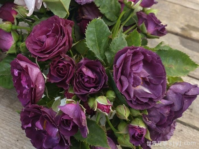 色彩与芬芳月季Colour and Scent(图2)