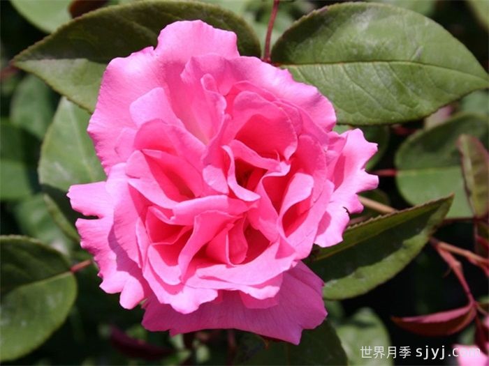 瑟菲席妮杜鲁安月季/择飞铃岛音Zephirine Drouhin(图2)