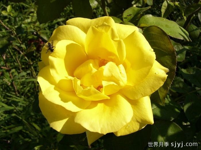 沙丘月季Dune(图1)