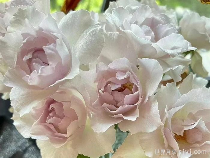 莎菲天使月季Saphiret(图2)