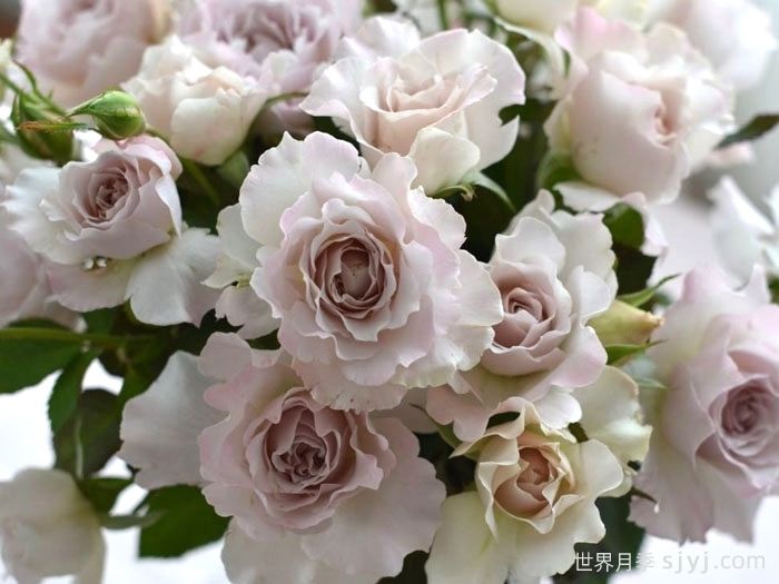 莎菲天使月季Saphiret(图4)