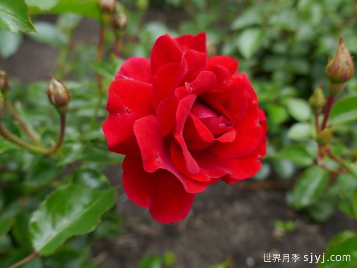 莎莎酱月季/萨尔萨舞曲月季Salsa(图2)