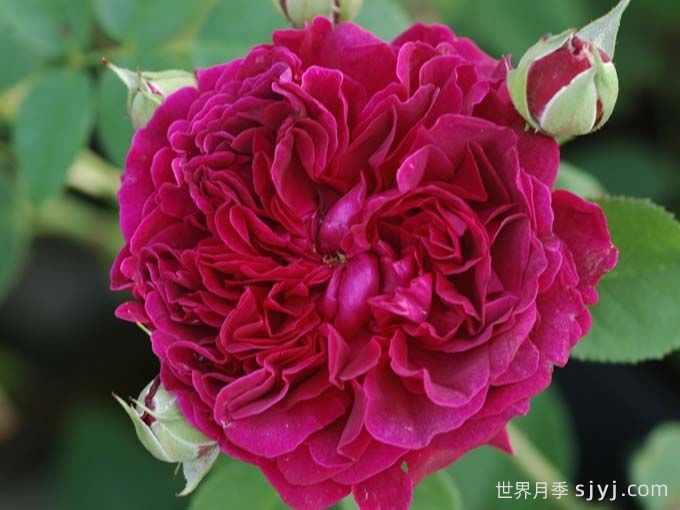 威廉莎士比亚2000月季William Shakespeare 2000(图1)