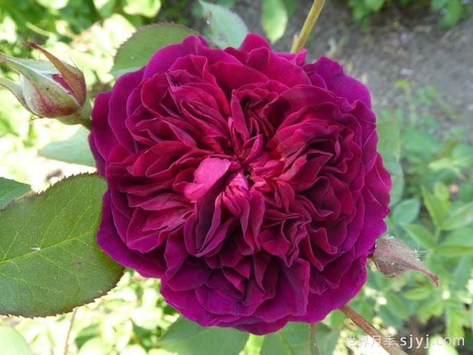 威廉莎士比亚2000月季William Shakespeare 2000(图2)