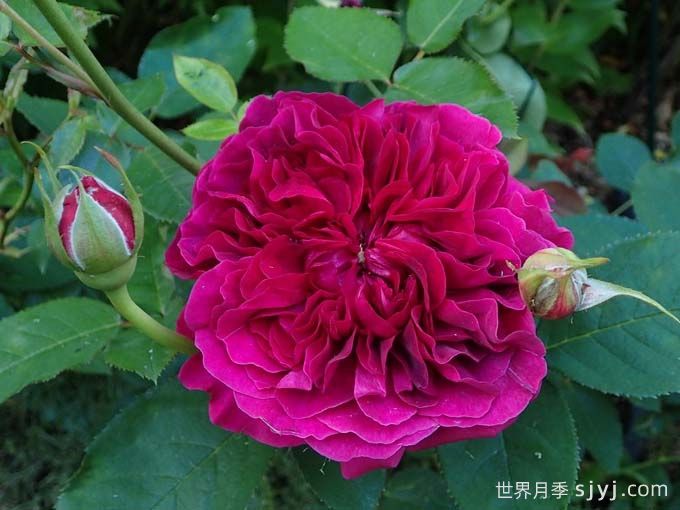 威廉莎士比亚2000月季William Shakespeare 2000(图3)