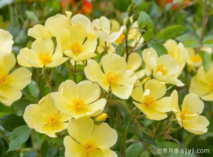 姗姗而来月季/温柔的托特琳月季Tottering by Gently(图1)