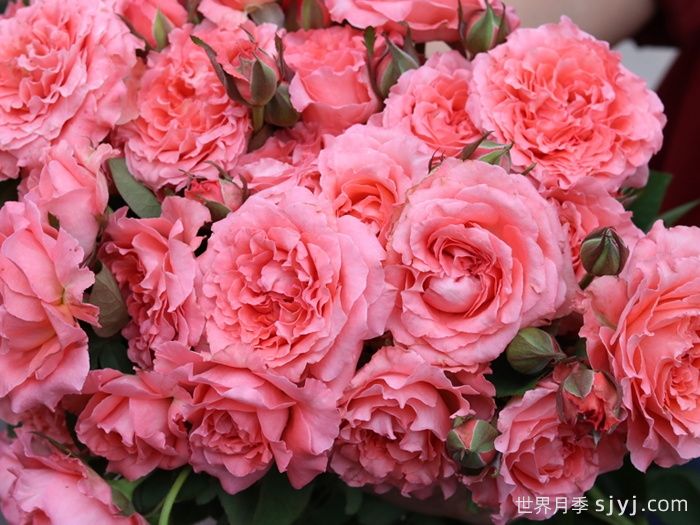 珊瑚果冻月季Corail Gelee(图2)