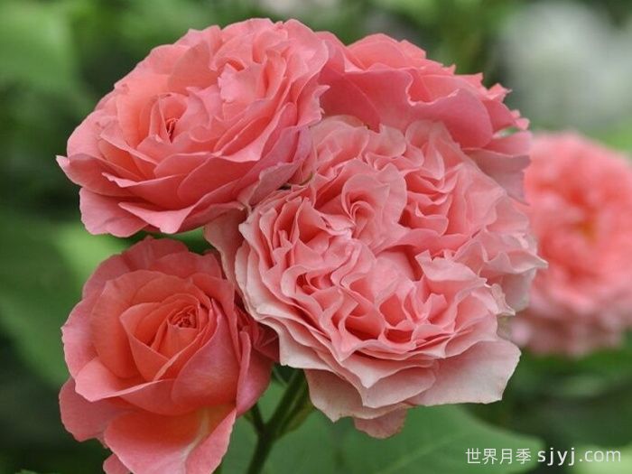 珊瑚果冻月季Corail Gelee(图4)