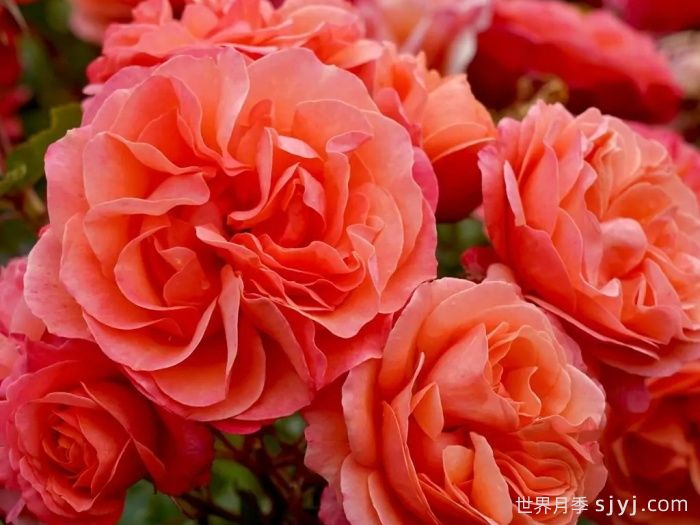 珊瑚果冻月季Corail Gelee(图6)