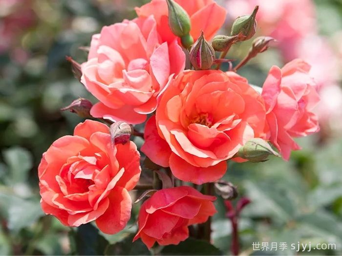 珊瑚绝代佳人月季Coral Knock Out(图2)