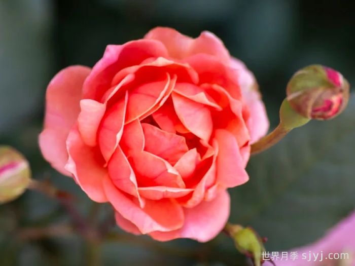 珊瑚绝代佳人月季Coral Knock Out(图3)