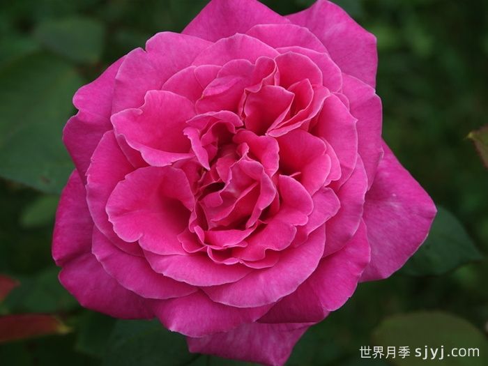 淑女月季/爱奥尼亚Lady Like(图1)