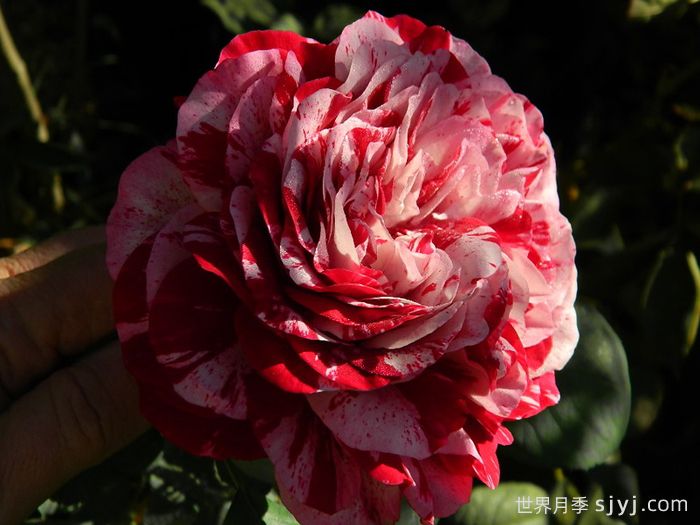 树莓条纹月季Raspberry Stripe(图2)