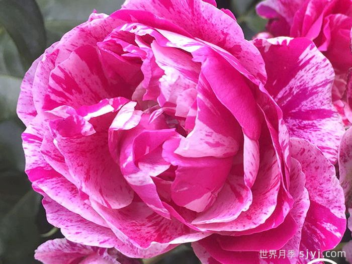 树莓条纹月季Raspberry Stripe(图1)