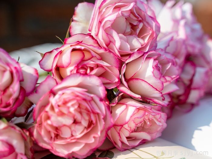 双黛月季(图1) 双黛月季(图1)