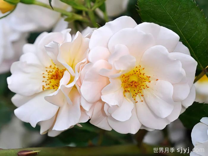 双人舞月季Pas de Deux(图1)