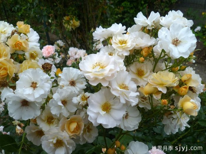 双人舞月季Pas de Deux(图2)