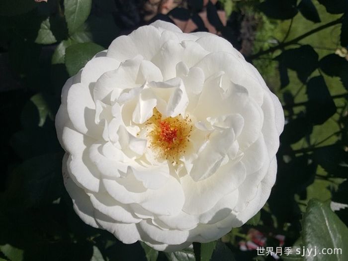 糖月亮月季/糖果月亮Sugar Moon(图1)