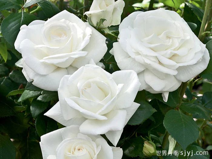 糖月亮月季/糖果月亮Sugar Moon(图2)