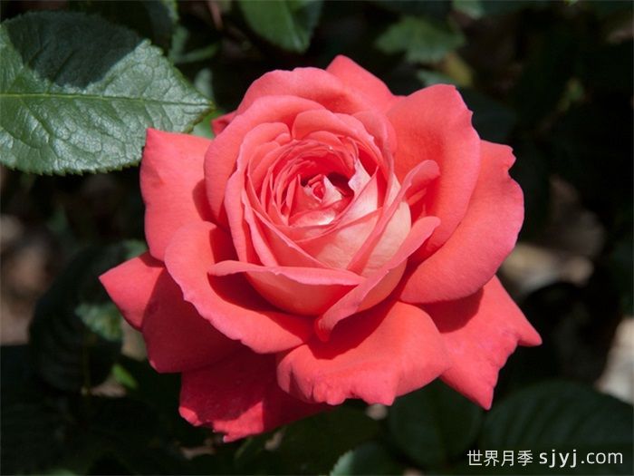 泰福茶月季Typhoo Tea(图1)