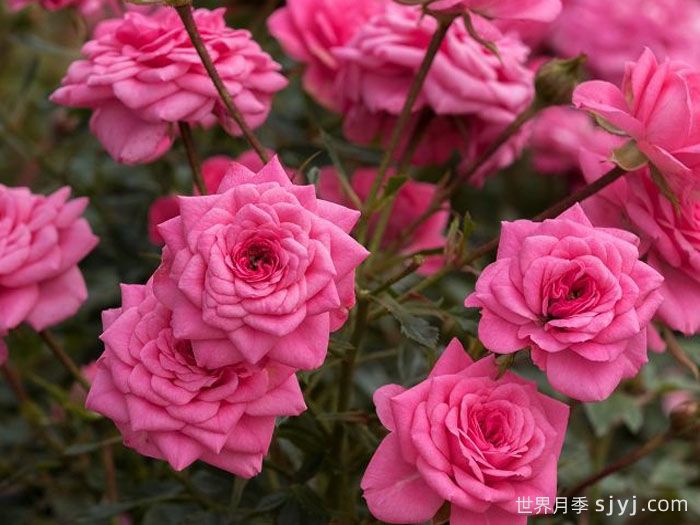 糖宝宝月季/糖果宝贝/甜心宝贝Sugar Baby(图1)