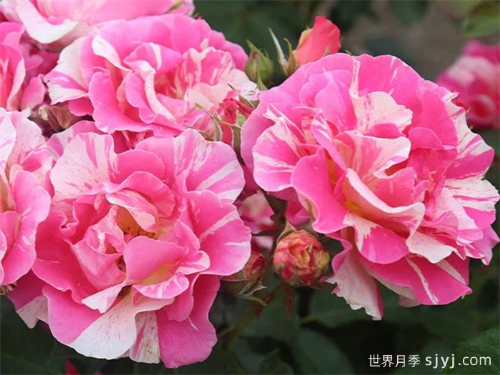 糖果乐园月季/糖果世界Candy Land(图2)