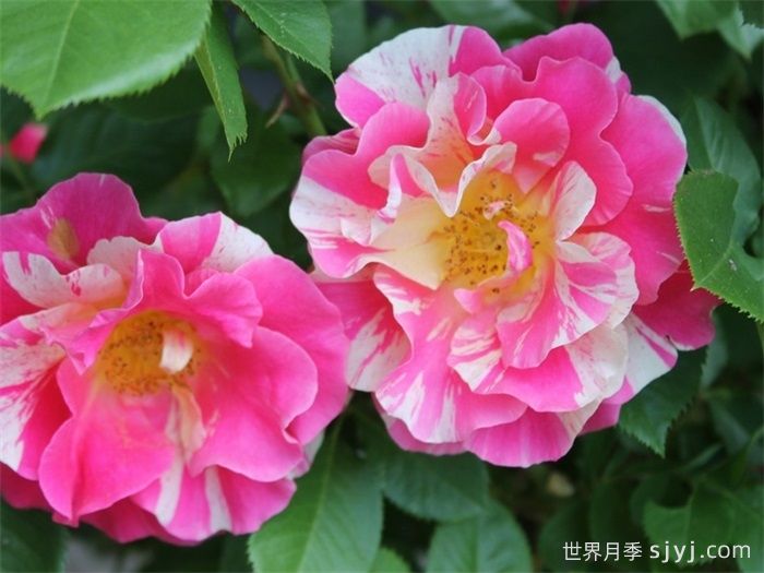 糖果乐园月季/糖果世界Candy Land(图3)