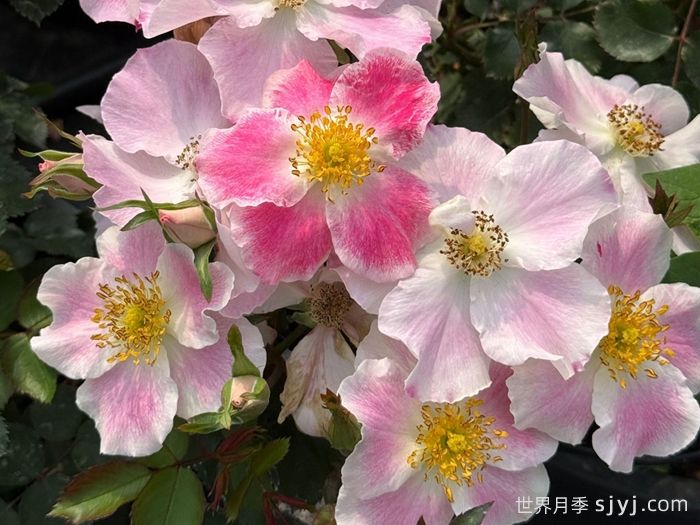 桃华影月季(图1)