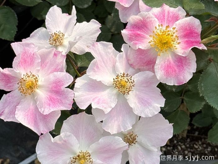 桃华影月季(图2)