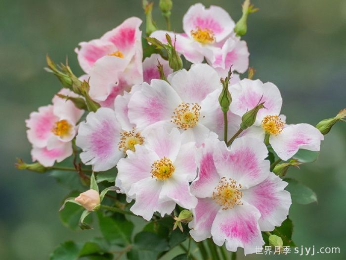 桃华影月季(图3)