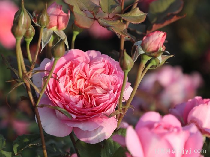 桃染月季(图5)