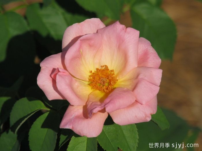 桃色绝代佳人月季/桃红绝代佳人Peachy Knock Out(图1)