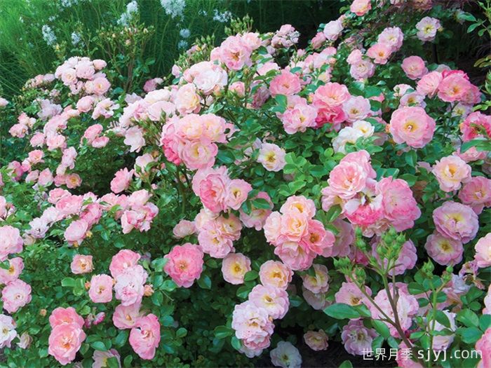 桃色漂流月季/桃花漂流/桃色地被绝代佳人Peach Drift(图2)