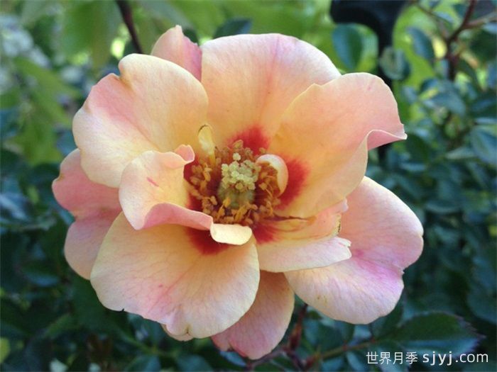 桃色甜蜜斑点月季Sweet Spot Peach(图1)