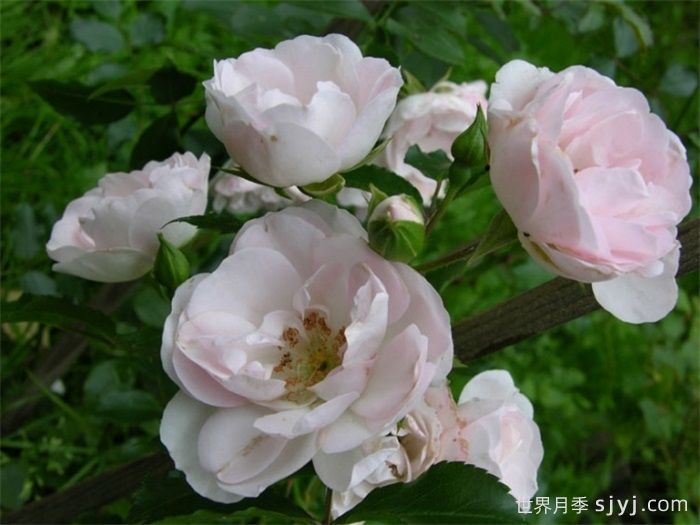 甜蜜玫迪兰月季/甜蜜美地兰Sweet Meidiland(图2)