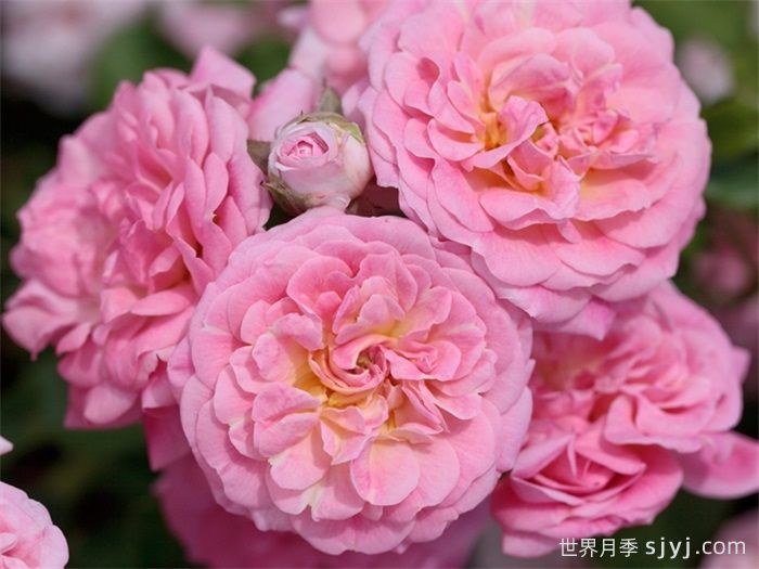 甜蜜漂流月季Sweet Drift(图1)