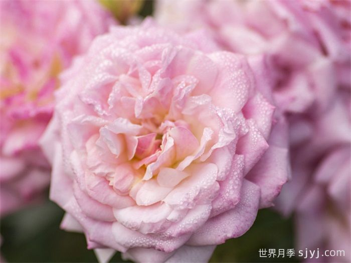 甜蜜漂流月季Sweet Drift(图3)