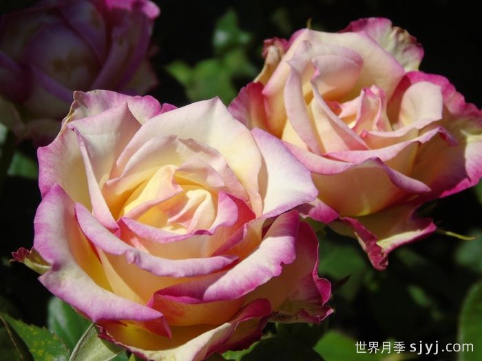 甜蜜尤里卡月季Sweet Eureka(图1)