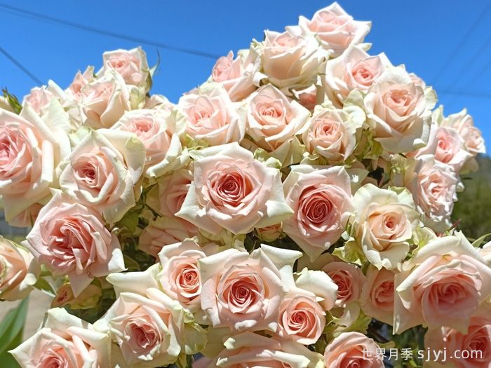 甜蜜萨拉月季/甜蜜沙拉Sweet Sara(图1) 甜蜜萨拉月季/甜蜜沙拉Sweet Sara(图1)