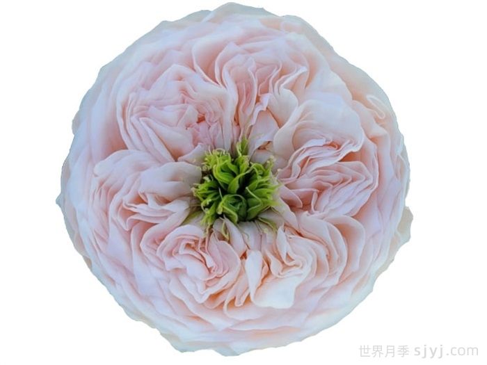 甜蜜钻石月季Sweet Diamond(图2)