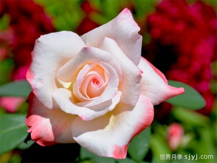 甜言蜜语月季Soft Whisper(图1)