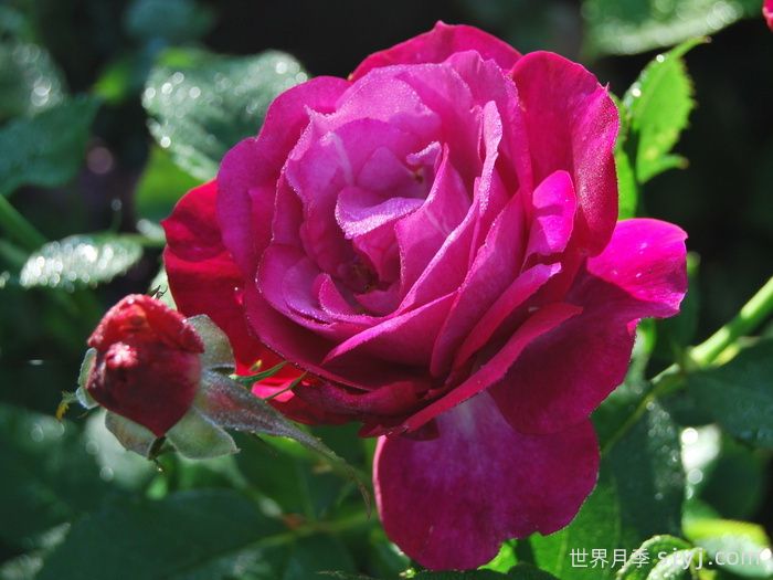 无垠蓝天月季/蓝色伊甸园月季Wild Blue Yonder(图1)