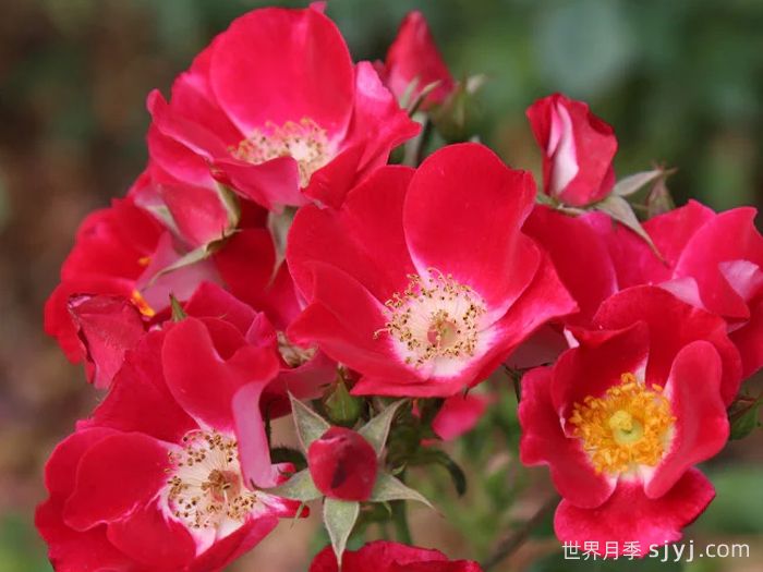 无忧无虑月季Carefree Spirit(图2)